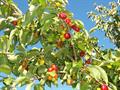 Cornus mas
